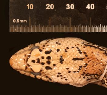 Media type: image;   Herpetology R-80222